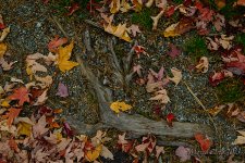 DSC_6985.jpg