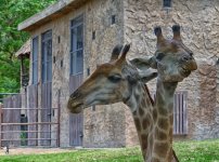 giraffe.jpg
