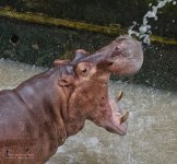 shower1.jpg