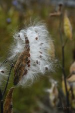 DSC_6997.jpg