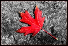 Day278RedLeaf.jpg