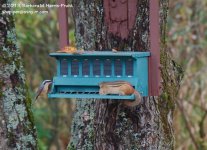 277 Nuthatch & Chipmunk-131005_1.jpg