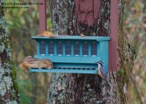 277 Nuthatch & Chipmunk-131005-09_1.jpg