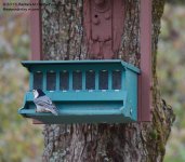 277 Nuthatch-131005-10_1.jpg