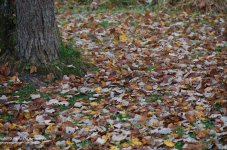 277 Chickadee-131005-09_1.jpg