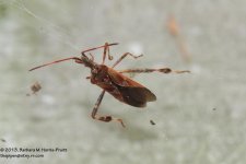 277 Western Conifer Seed Bug-131005_1.jpg