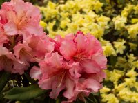 Rhododendron011.jpg