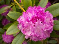 Rhododendron009.jpg