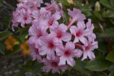 Rhododendron008.jpg