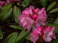 Rhododendron007.jpg