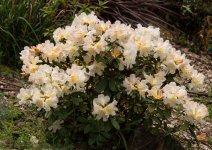 Rhododendron006.jpg