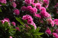 Rhododendron005.jpg