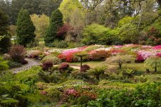 Rhododendron004.jpg