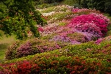 Rhododendron003.jpg