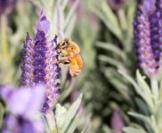 bee.jpg