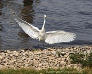 DSC_7198.jpg