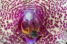 Wasp in Iris SP.JPG
