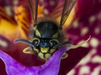 Wasp Close Up SP.JPG