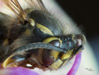 Eye's of a Wasp SP.jpg