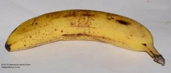 278 Banana-131007_01.jpg