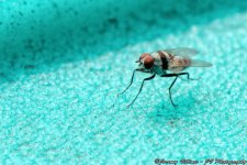 Macro Fly.jpg