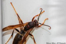 Macro Wasp.jpg