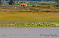 DSC__WLP_0001-15.jpg
