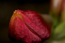 DSC_2993.jpg