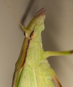 Grasshopper.jpg