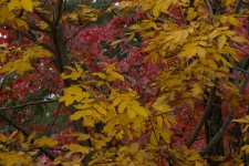DSC_4451.jpg