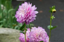 DSC_4452.jpg