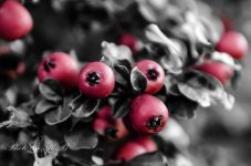 20131007-_1RB0103.jpg