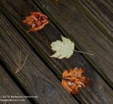 279 Leaves-131007_01.jpg