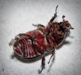 bug-3.jpg
