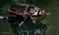 bug-2.jpg