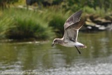 DSC_6798.jpg