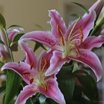 Lily_C1_2048.jpg