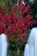 Autumn with fountains.jpg