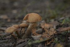 DSC_7099.jpg