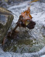 DSC_7100.jpg