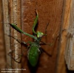 280 Praying Mantis-131008_01.jpg