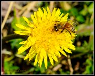 Bee1.jpg