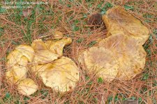 281 Mushrooms-1310-9-01_01.jpg