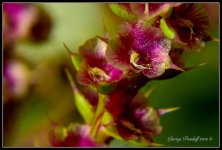Day282PainfulBeautyMacro.jpg
