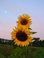 Early Morning Sunflowers.jpg