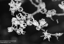 282 Seed Pods-131010_01.jpg