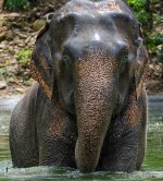 elephantwater.jpg