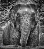 elephantwaterbw.jpg