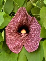 AristolochiaHybrid.jpg