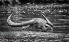 headwaterbw.jpg